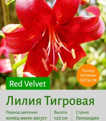 Тигровая лилия Red Velvet (Flavour)